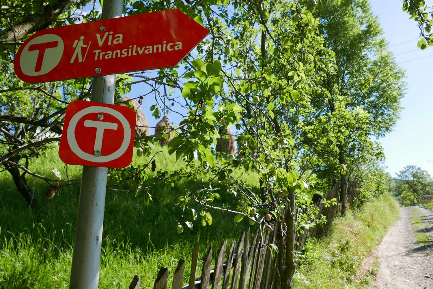 Călător pe Via Transilvanica - Ibănești